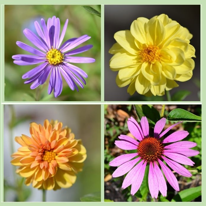 Septemberblüten...