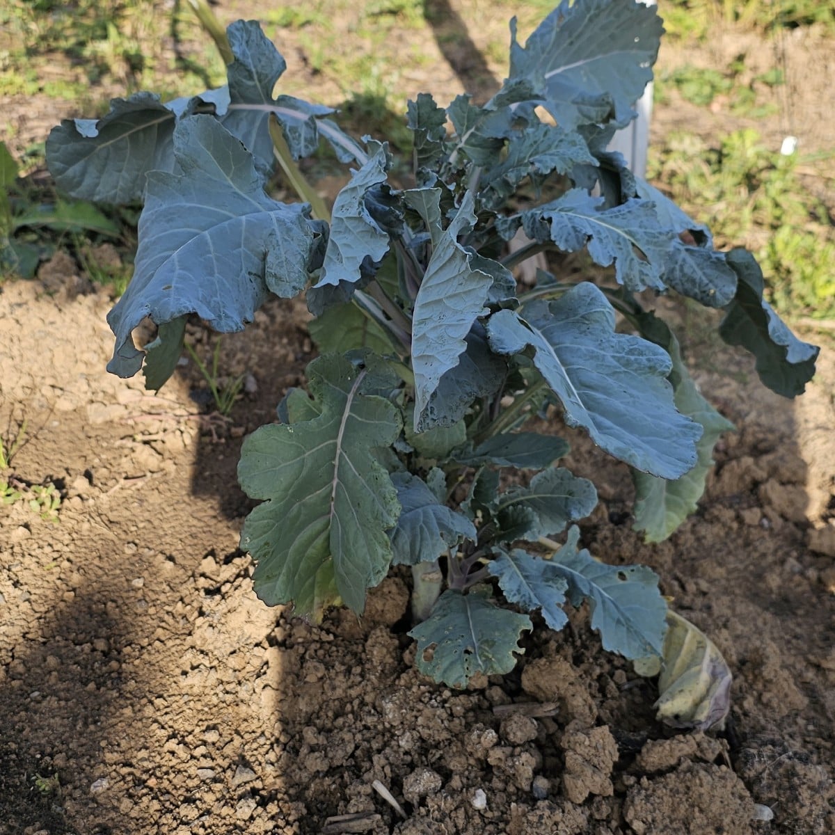 Könnt ihr mir sagen, welches kohlgemuse das ist?
Der sollte rotkohl sein, sieht aber nicht so aus...

Danke euch