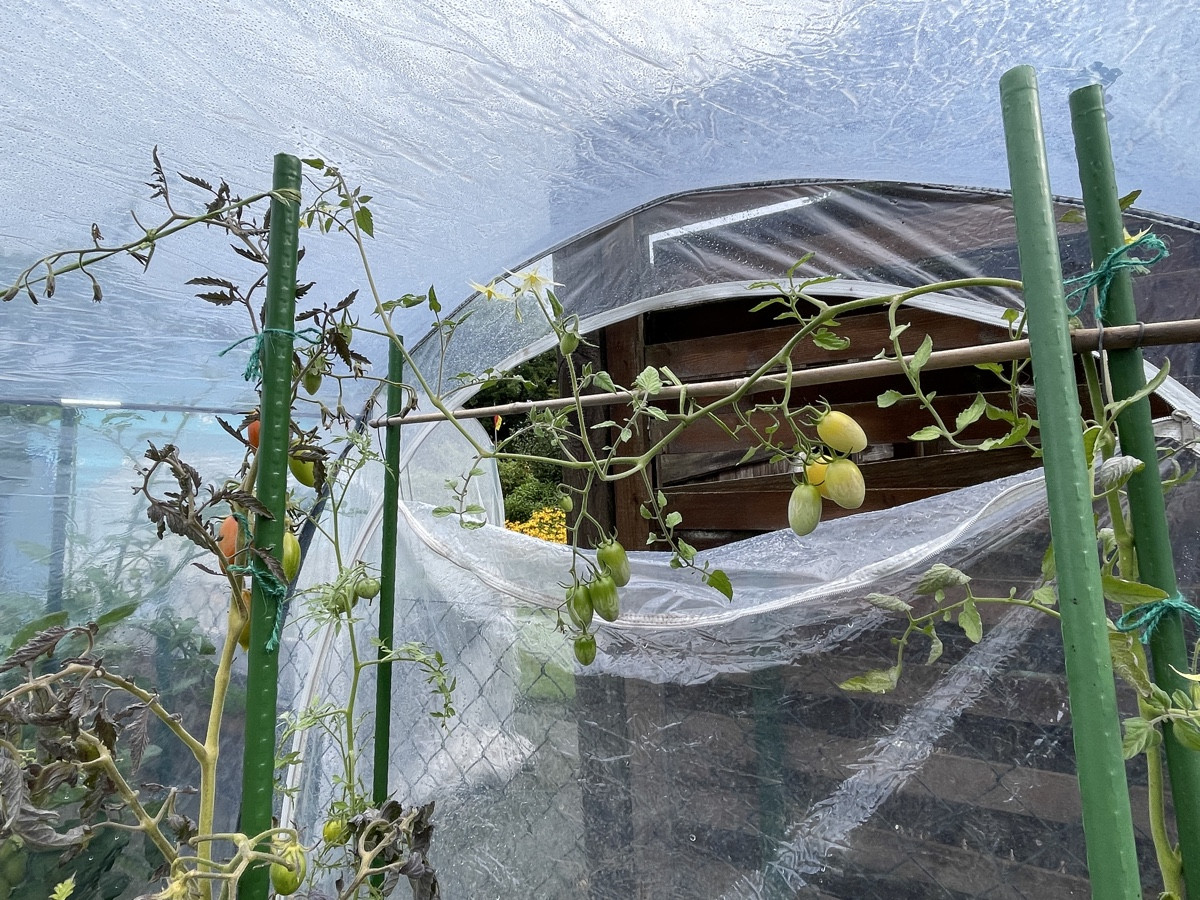 Die Tomaten im Zelt sehen traurig aus und haben auch nicht sehr viel getragen, aber ein paar Früchte Reifen noch heran……