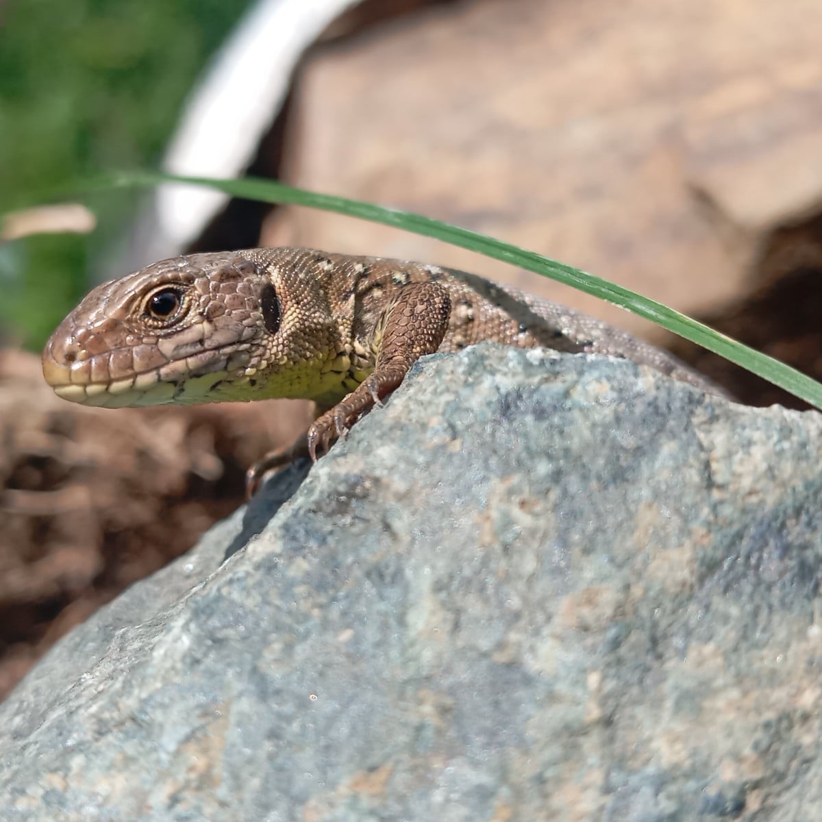 Diesmal habe ich eines der Eidechsenbabys von diesem Jahr endlich mal vor die Linse bekommen. 🦎😀🤗
Tagpfauenauge an T…