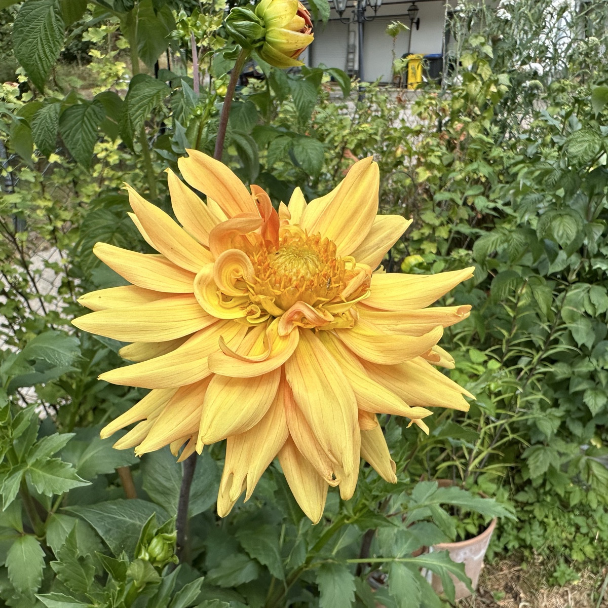 Nach dem ersten Schock vom Sturm, hab ich mal richtig geschaut und abgeknickte Pflanzen zurückgeschnitten. Mein Herzbla…