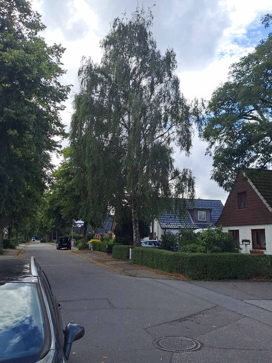 Deine ist doch keiner Birke 😃,  meine ist eine  Birke, 28 m hoch, stadtteilprägend.