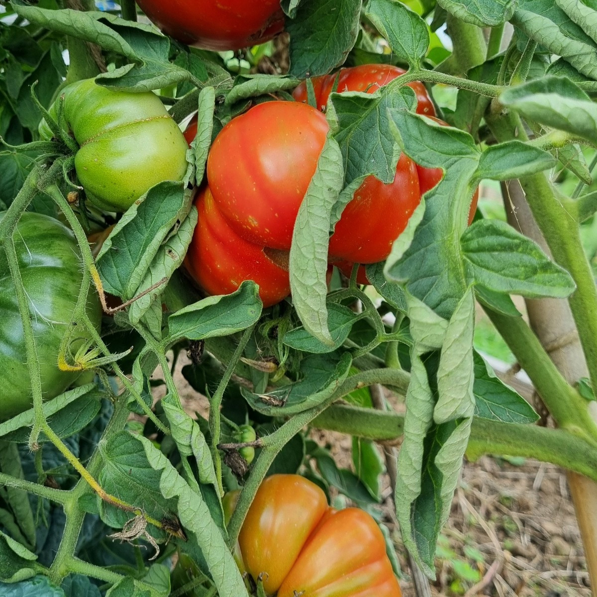 Heute wieder mal #einkaufenimgarten .
😅
Heute haben wir sämtliche Tomaten sturmresistent angebunden und ausgelichtet.
…
