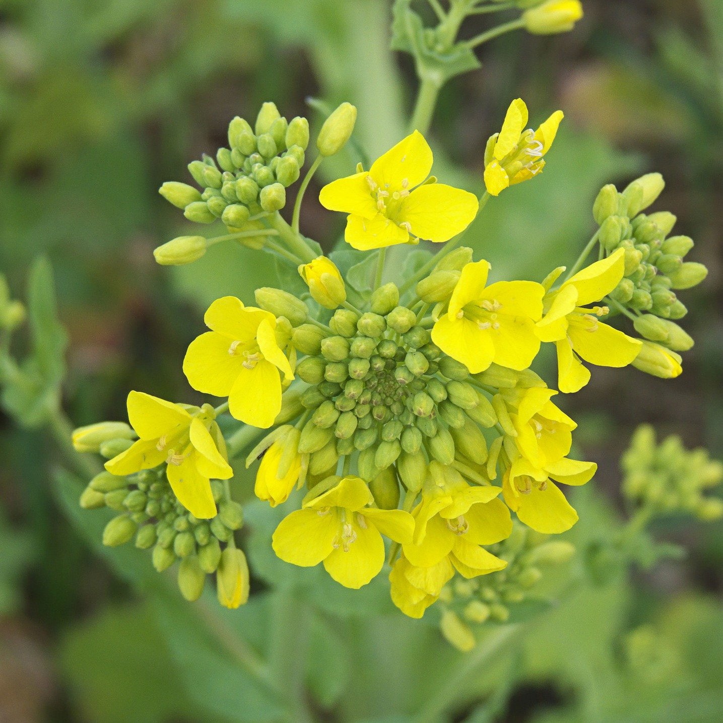 Rübsen - Ölrübsen