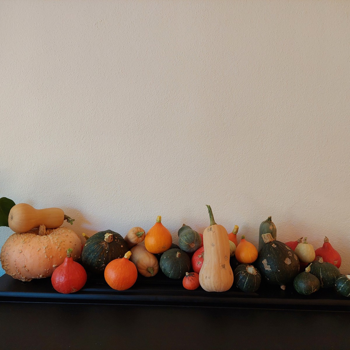 Wer weiss, was für einen Kürbis ich da gesetzt habe? 
Finde ihn in meinen Saatguttütchen nicht... 
Habe ihn spät gesät …