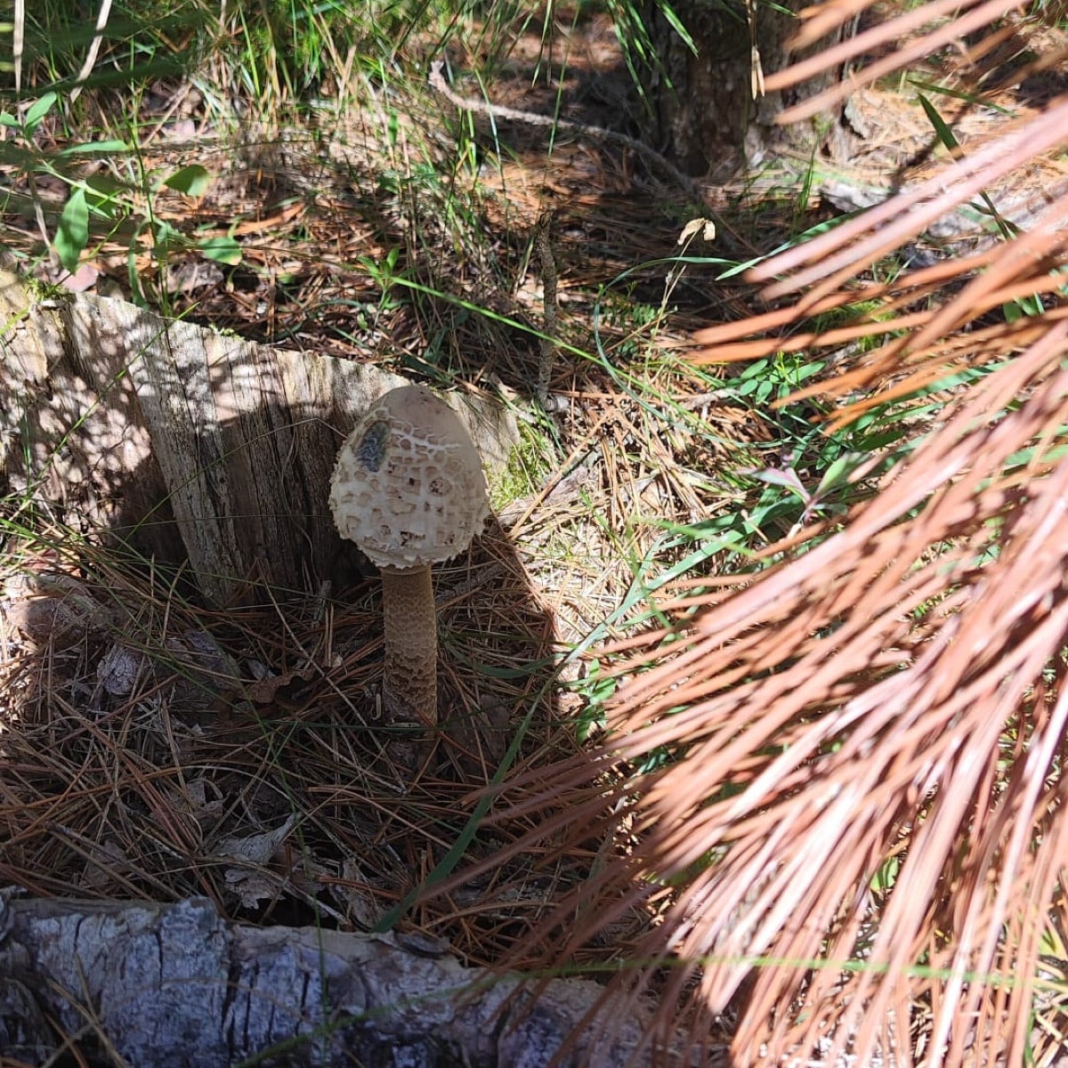  im frühling von „pilzmännchen“ parasolmyzel eingegraben und jetzt schon der erste pilz 😍😍😍 juhuuuu