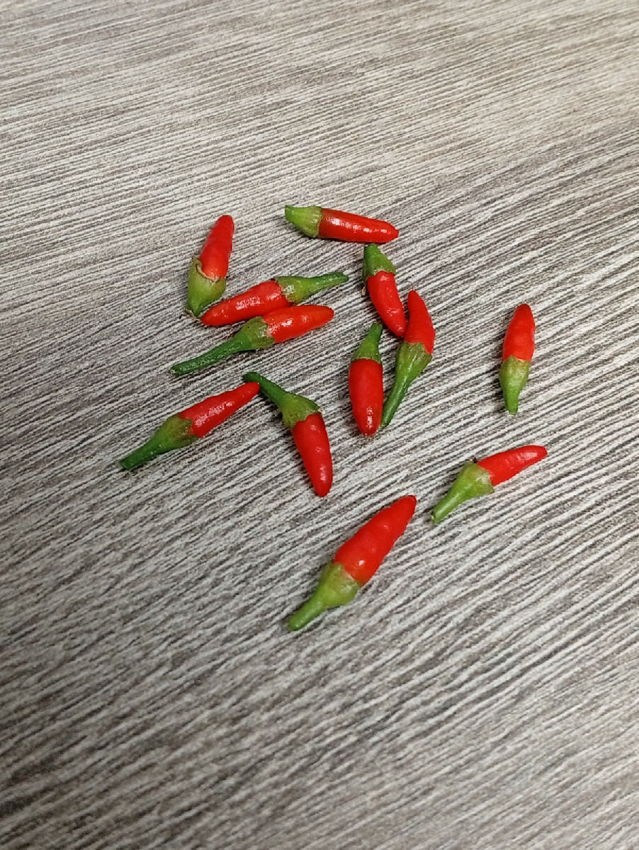 Heute gingen wir #einkaufenimgarten . Eine Kostprobe für unsere lieben Nachbarn als Überraschung. Die 45 cm lange Zucch…