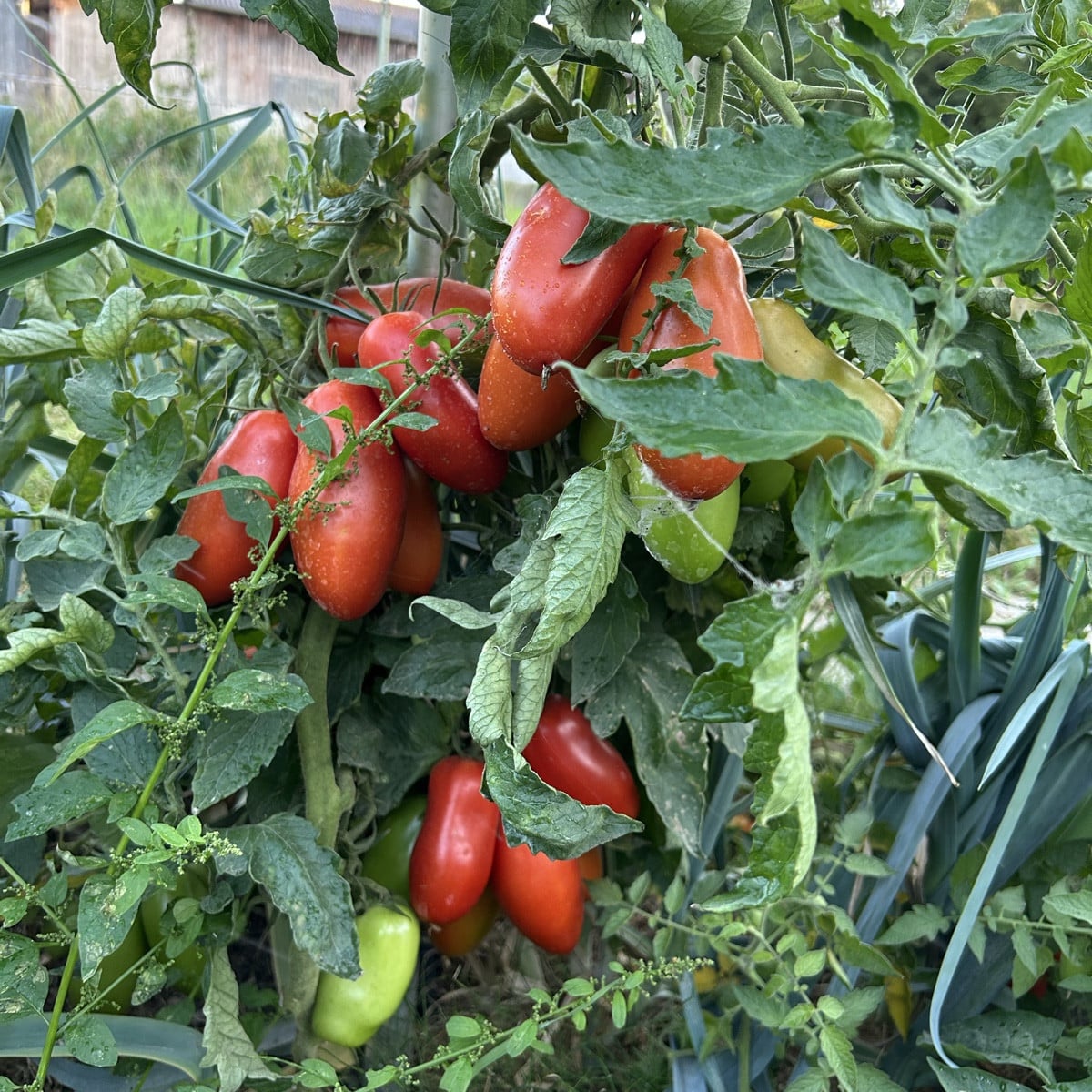 Also - für die (Freiland)Tomaten war das - auch dank Tröpfchenbewässerung - ein Hammerjahr! Null Mehltau, Null Braunfäu…