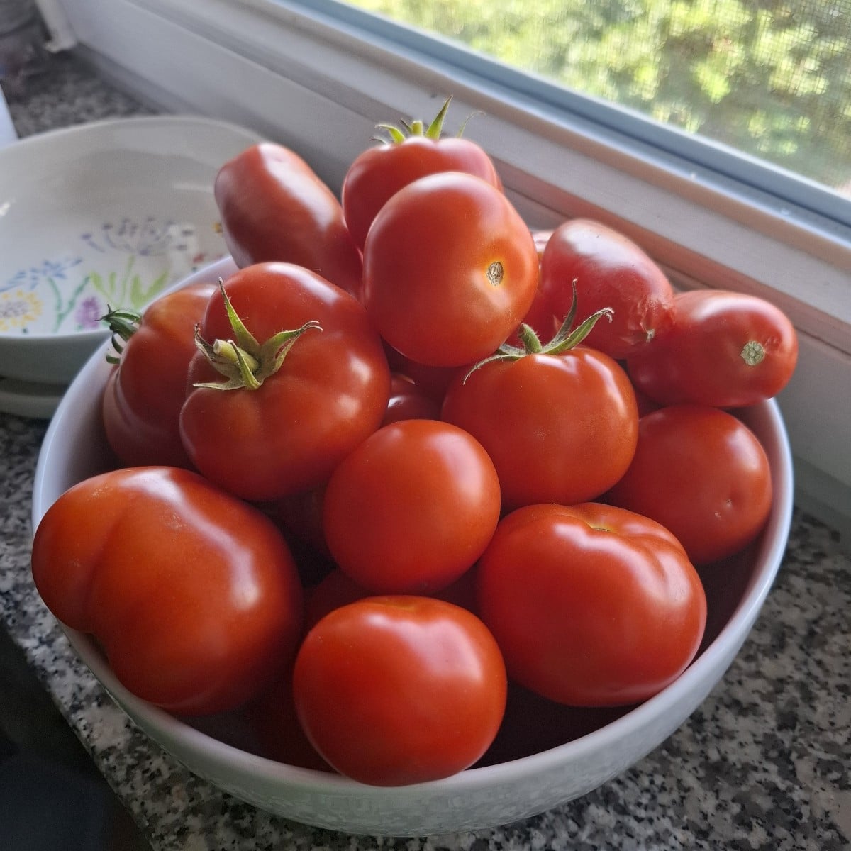 Wirklich tolle #Ernte dieses Jahr #Tomaten #Kleingarten 🥰
