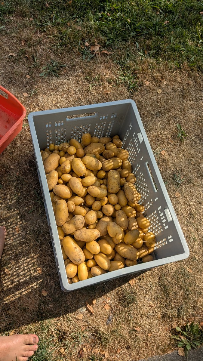 #ditta letztes Jahr 0.9kg/Meter, dieses Jahr 0.38kg/Meter... schöne grösse aber war wohl auch zu heiss!
Zudem hab ich n…