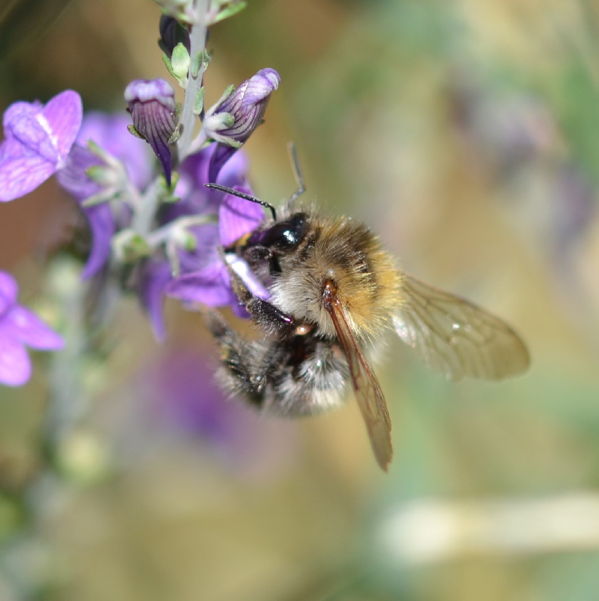 Seit Tagen beobachte ich dieses Wollbienen-Männchen (Foto 1 und 2), das unermüdlich um ein üppiges Purpur-Leinkraut Pat…