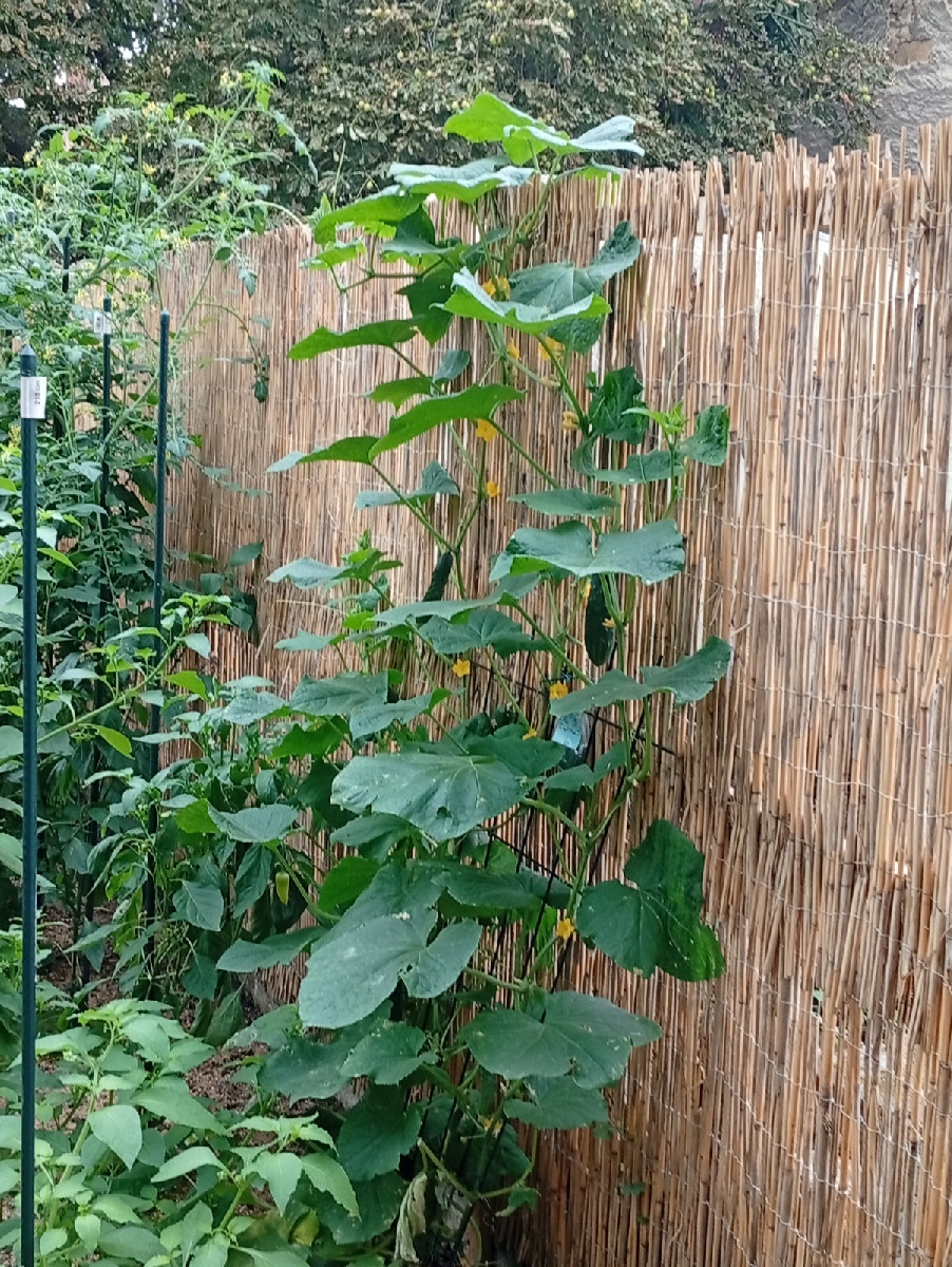 Nach getaner Arbeit hüpfte uns heute dieser Grasfrosch über den Weg. Zum Mittag gab es geschmorte Schlangenhaargurken m…