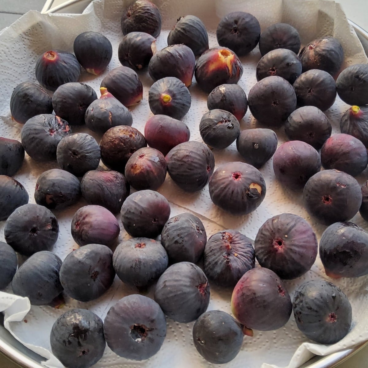 ...meine ligurische Wildfeige: ...Start der Erntesaison! 🤩🤩🤩... Die Gute hängt ordentlich voll...😁