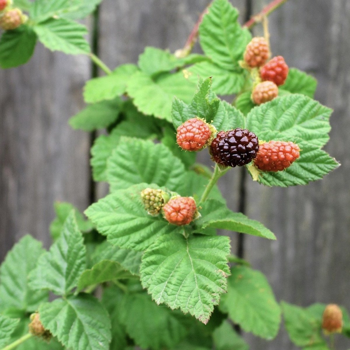 Loganberry