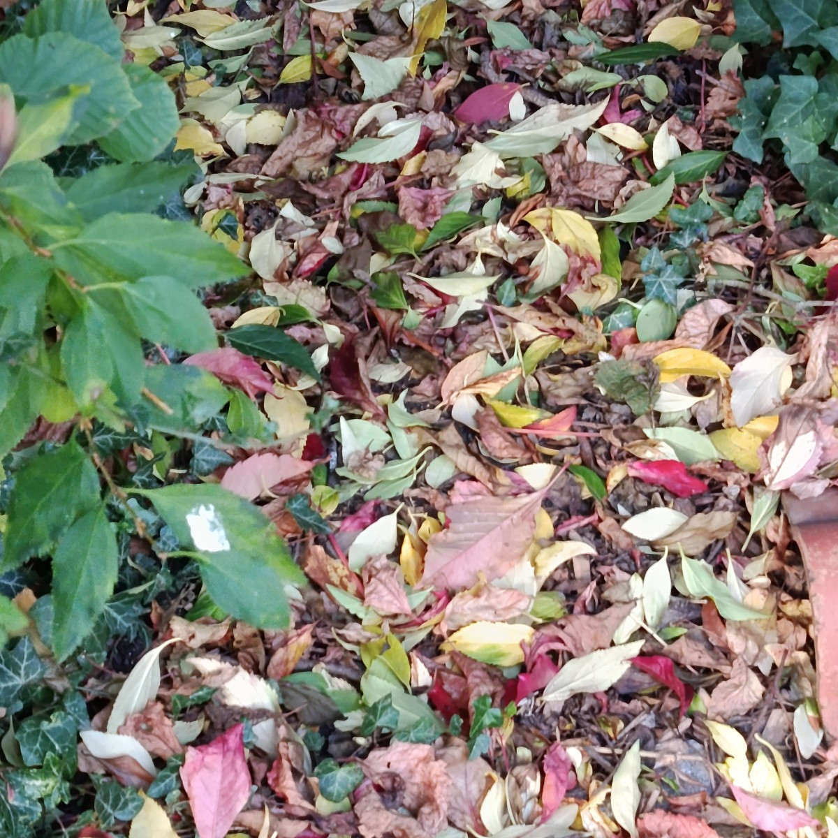 Indian Summer, ich liebe es....