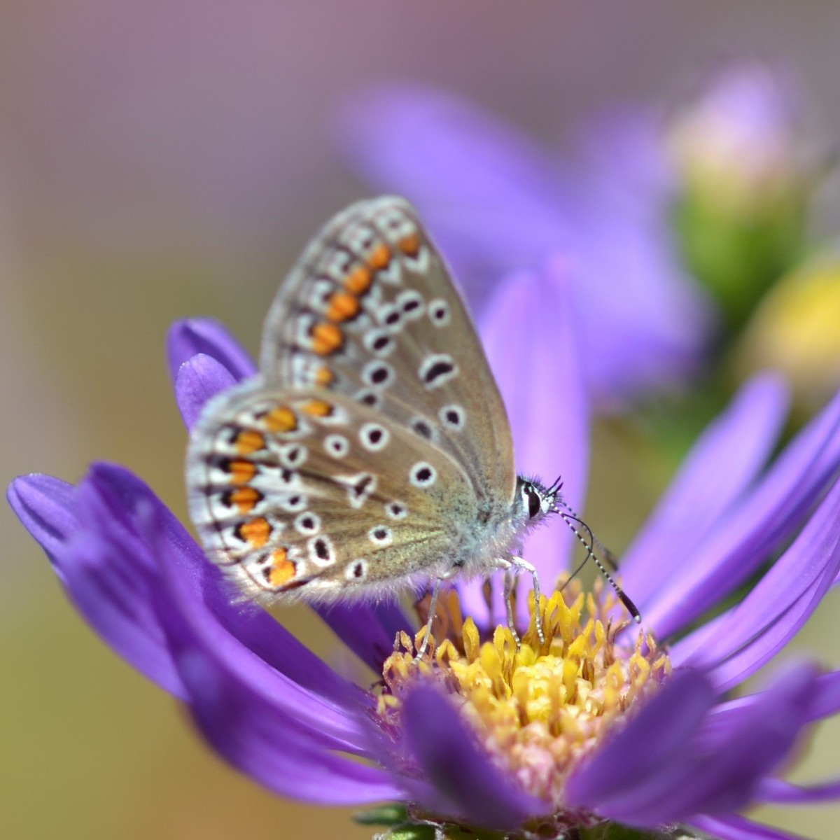 In diesem Jahr kommen so viele Bläulinge in unseren Garten wie ich es bisher noch nicht erlebt habe. Heute hat wieder e…