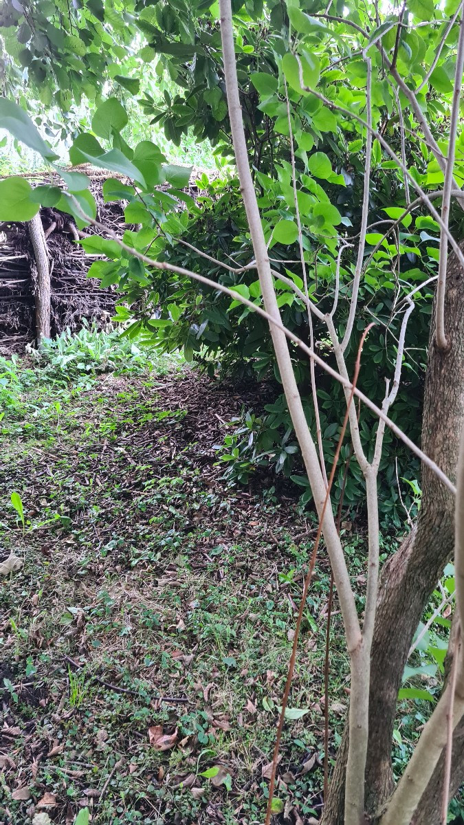 Dunkelfinstere Ecke hinter Rhododendron. Ich suche eine hübsche, schneckenresistene Unterpflanzung....