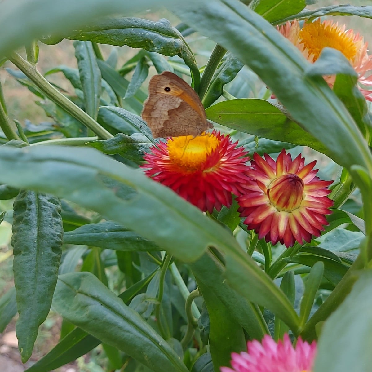 1. Habe meinen Porre früh komplett geerntet um Platz zu schaffen und weil die erste Stange in die Blüte gehen wollte. 
…