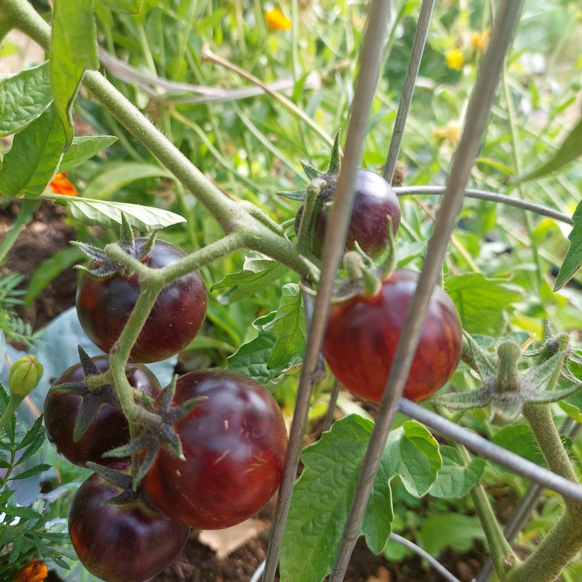 #Einkaufenimgarten
Die Tomaten werden mehr. So schön bunt.
Mal sehen, was mir von den Schnecken(?) vom Weißkraut übrig …