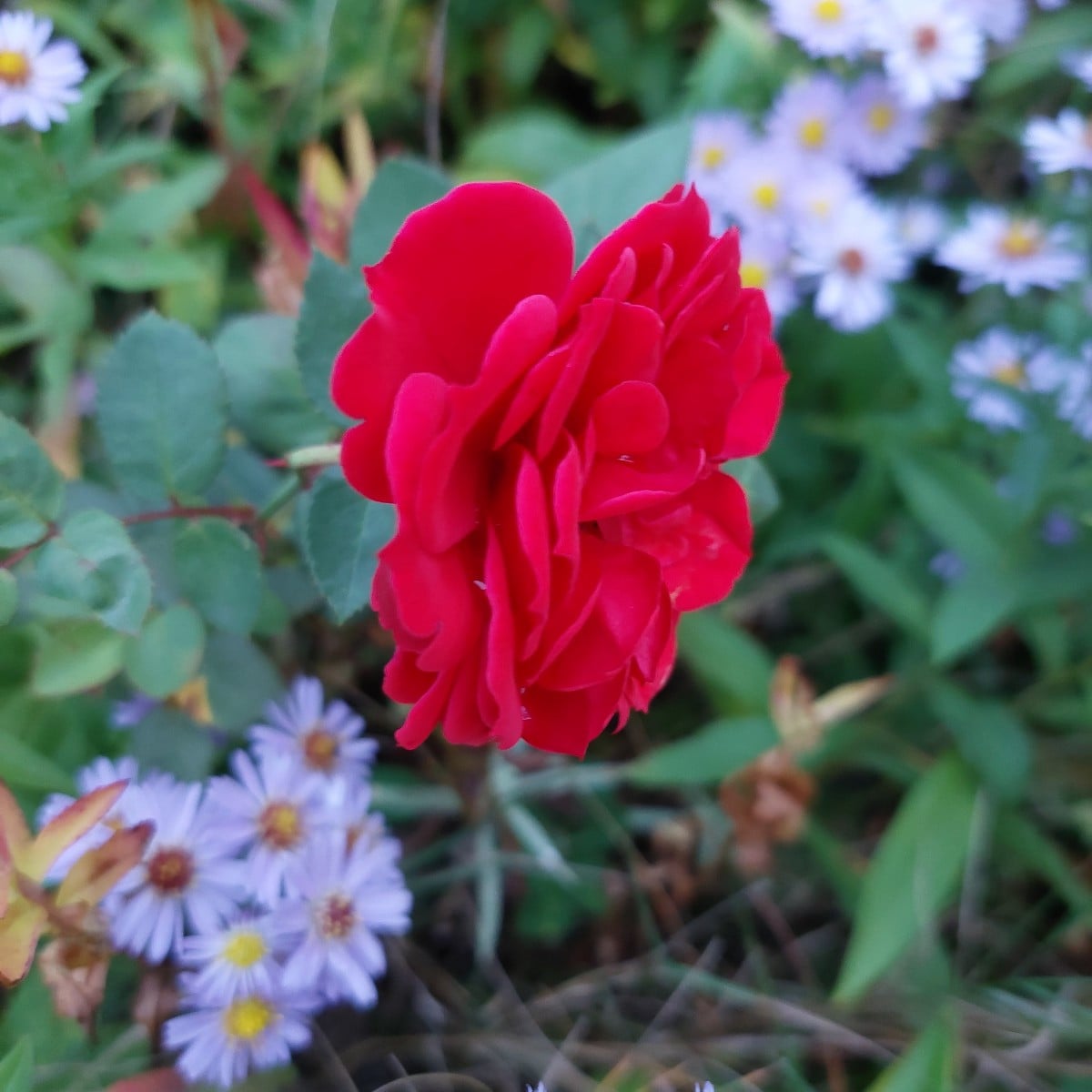 Yesterday in the garden.
Among other things, a #twin bloom
And a pointed cabbage (Filderkraut) with a twisted tip.
