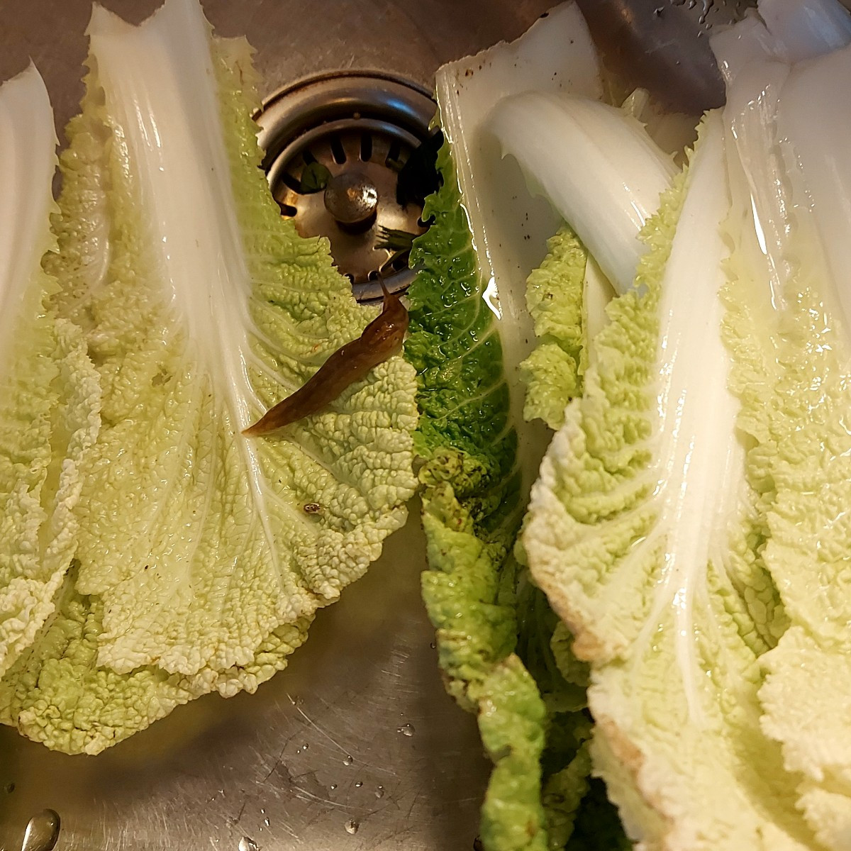 Heute habe ich endlich meinen Superschmelzkohlrabi geerntet, 3333g. Hoffentlich ist er nicht holzig.  Dann gab es noch …