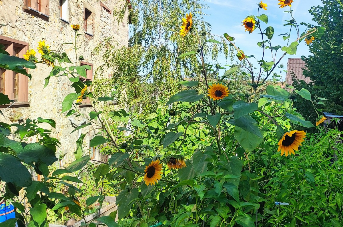 ...Ein paar frühherbstliche Impressionen aus'm Garten...
Die #kletterzucchini trotzt immer noch tapfer dem echten Mehlt…