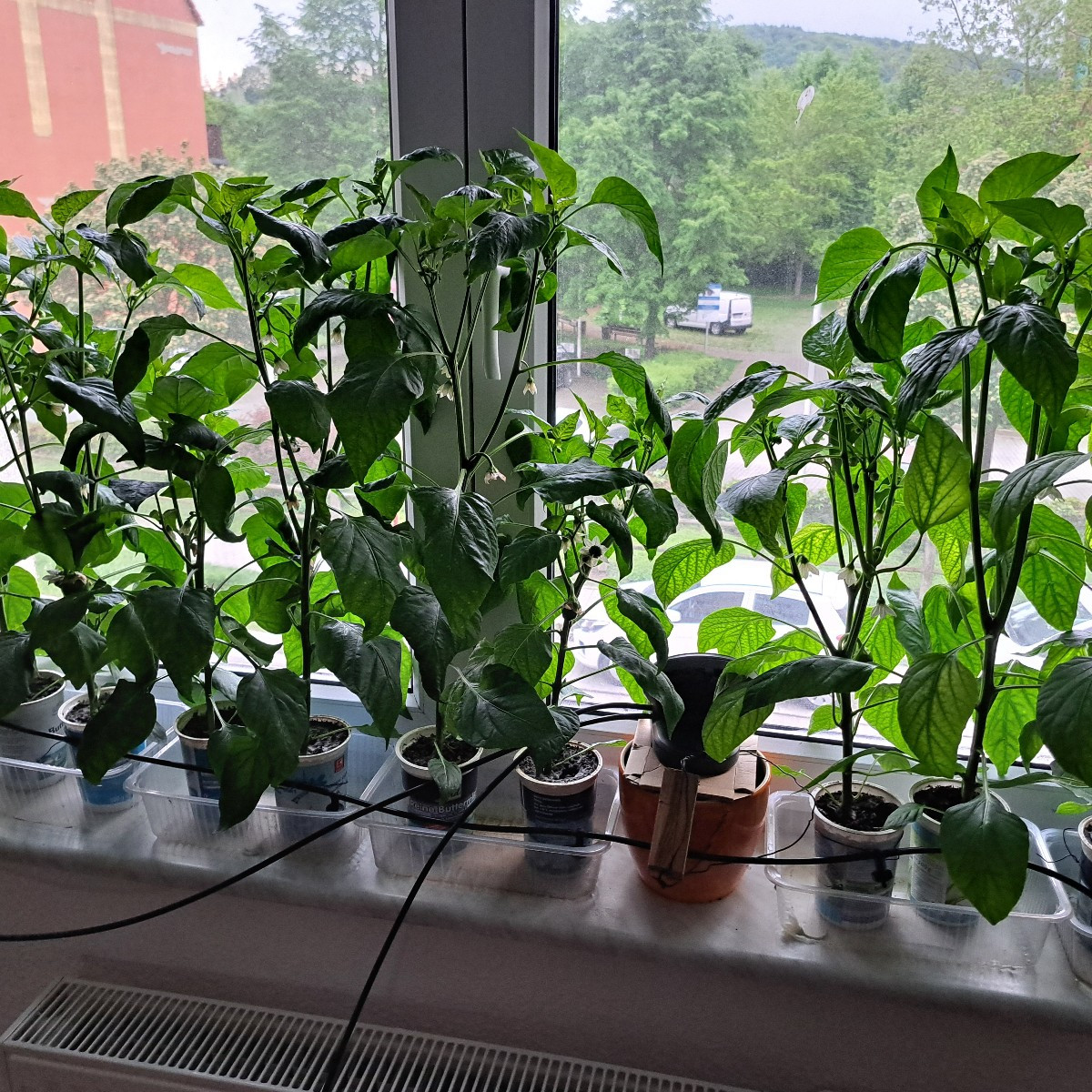 Tipp fall du ein Südfenster hast. Kannst du den Paprika 2,5 bis 3 Monate vor den auspflanzen aussäen. So mach ich das b…