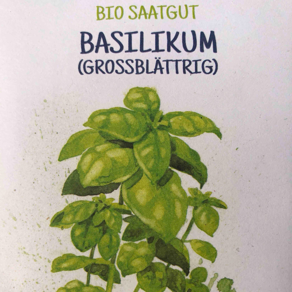 Großblättriges