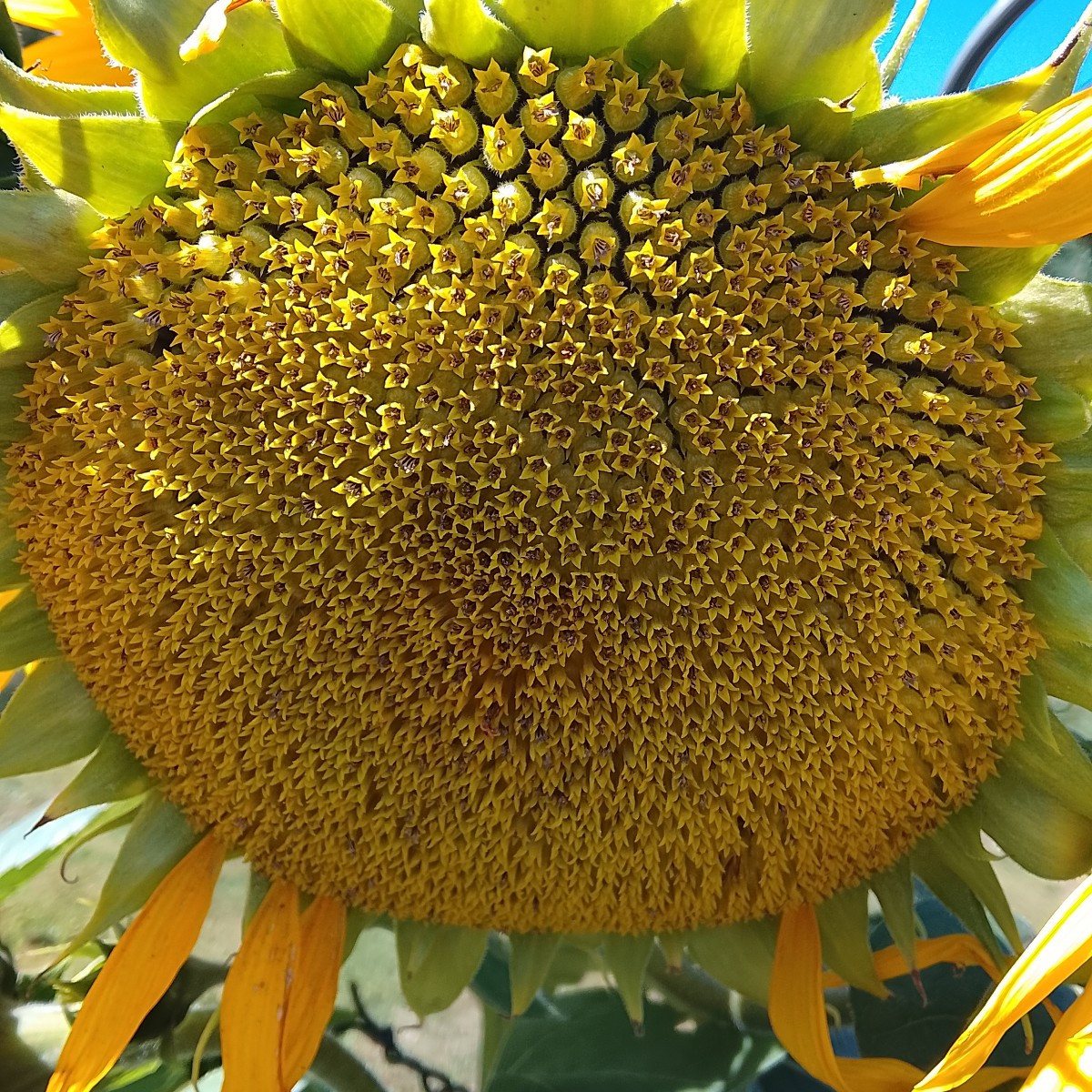 Ich würde gerne Saatgut nehmen von meiner schönen Sonnenblume. Wann kann ich ein Säckchen über die Blüte stülpen? In de…