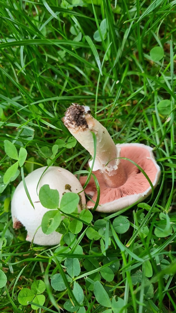 #Luc ,sind das Wiesenchampignons?