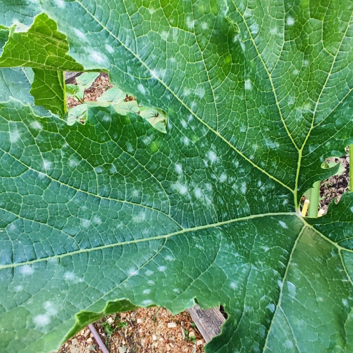 ...The powdery mildew on my climbing zucchini has really taken hold... As a last resort, I've now sprayed them with sul…