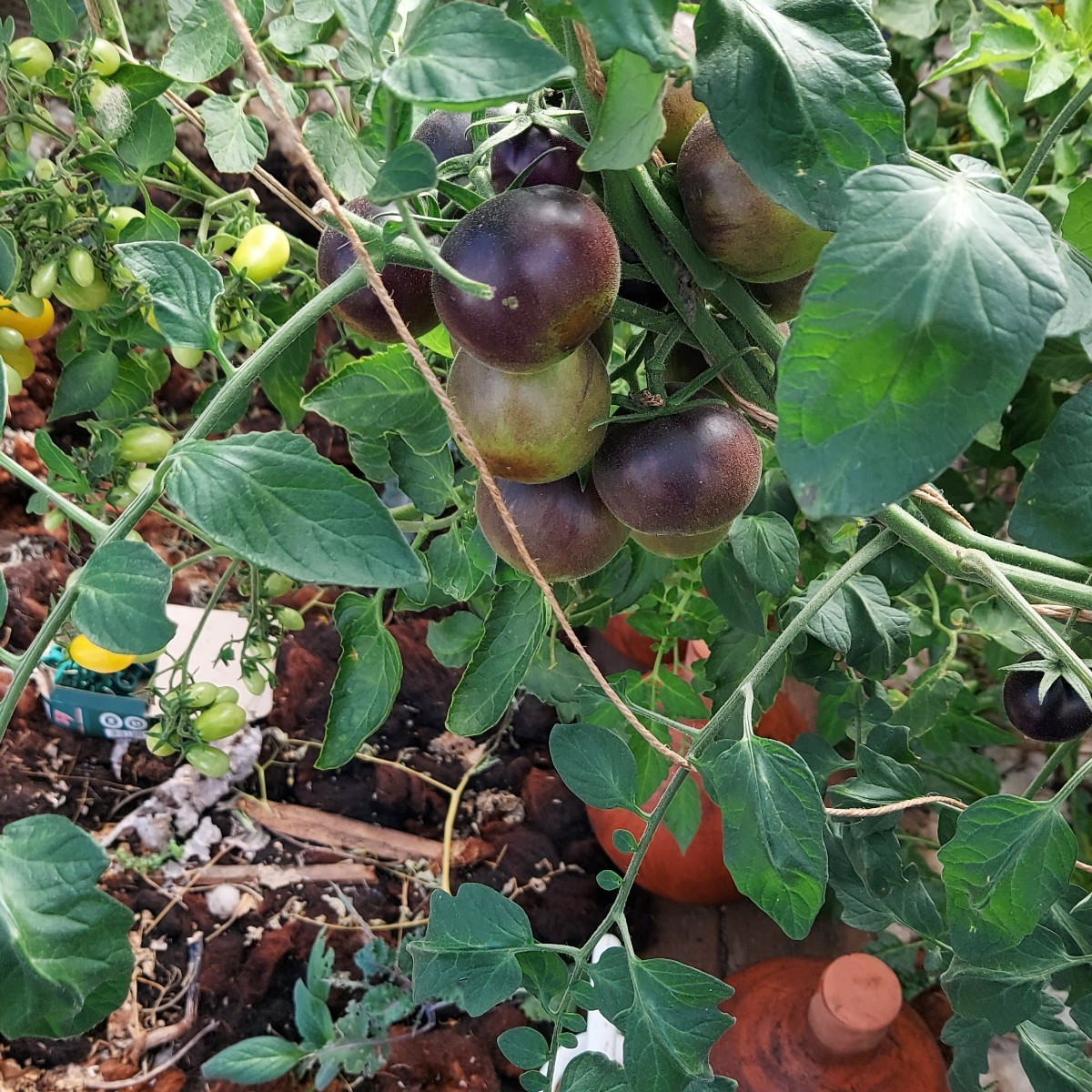 Meine lieben ich brauche eure Hilfe, diese Tomaten stehen alle noch im unbeheizten Gewächshaus, glaubt ihr ich bekomme …