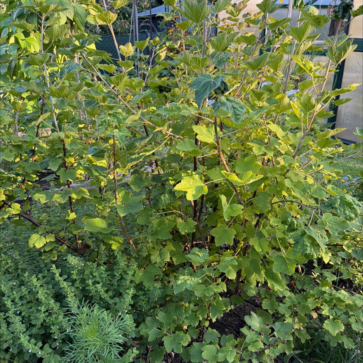 Habt Ihr Eure Johannisbeeren schon ausgelichtet?
Das steht bei mir nun auch noch an, so ca. 1/3tel entnehme ich vom ält…