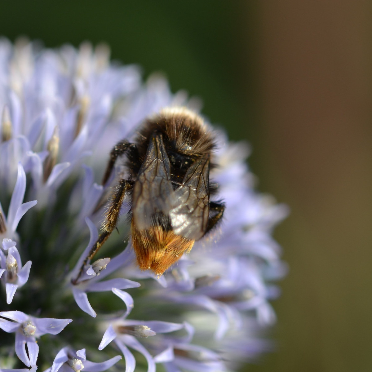 Ich werde schon ein bisschen wehmütig beim Fotografieren, weil sich die Insekten inzwischen doch ziemlich rar machen...…