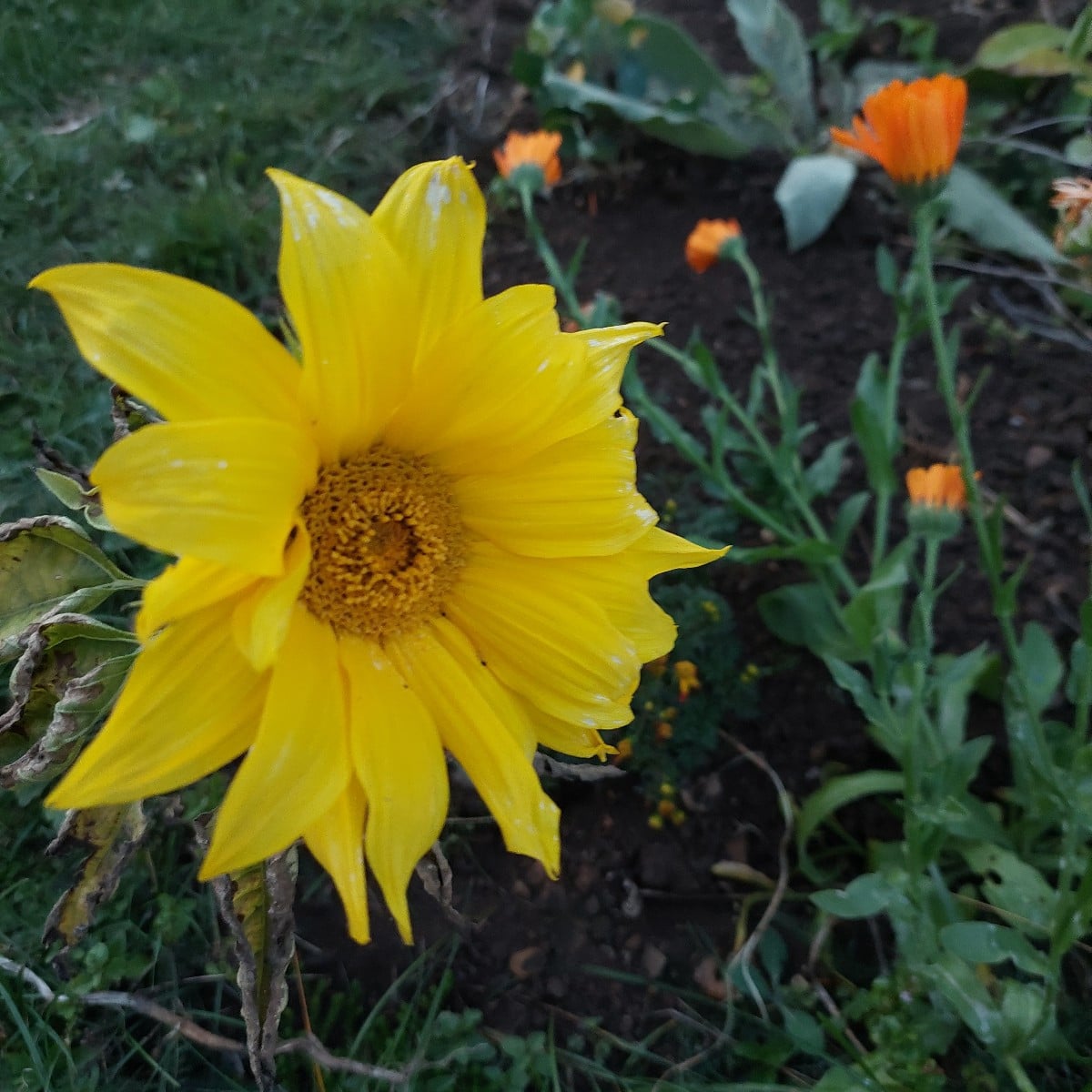 Garten am Dienstag nach der Arbeit. 
Die Sonnenhüte blühen die zweite Runde, nachdem die erste verdorrt ist.
Die Cosmee…