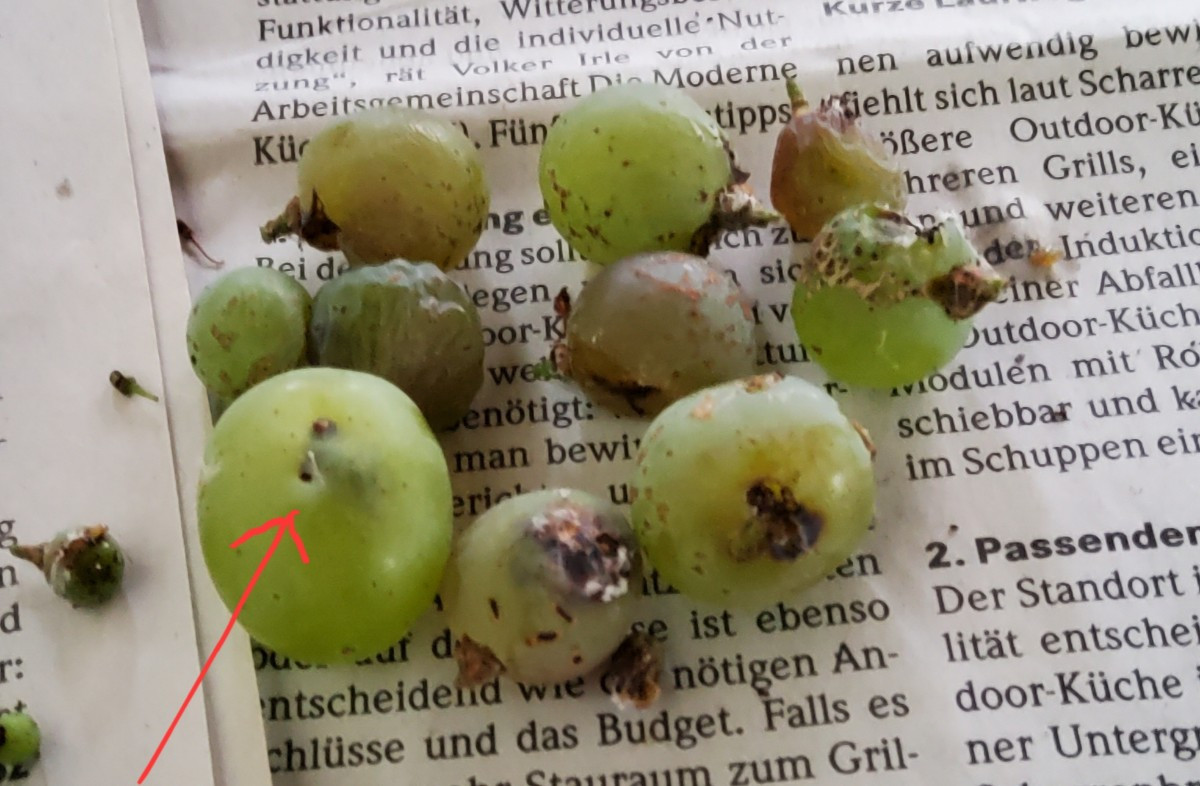 .mal wieder ein bißchen Klugscheißerei zum Thema @weinrebenweintraubentafeltrauben #weinreben 
...Auf dem Foto ( leider…