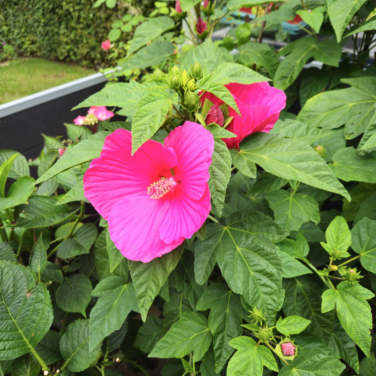Mein Hibiscus XXL hat sich doch noch entschieden, die Knospen zu öffnen 🙂