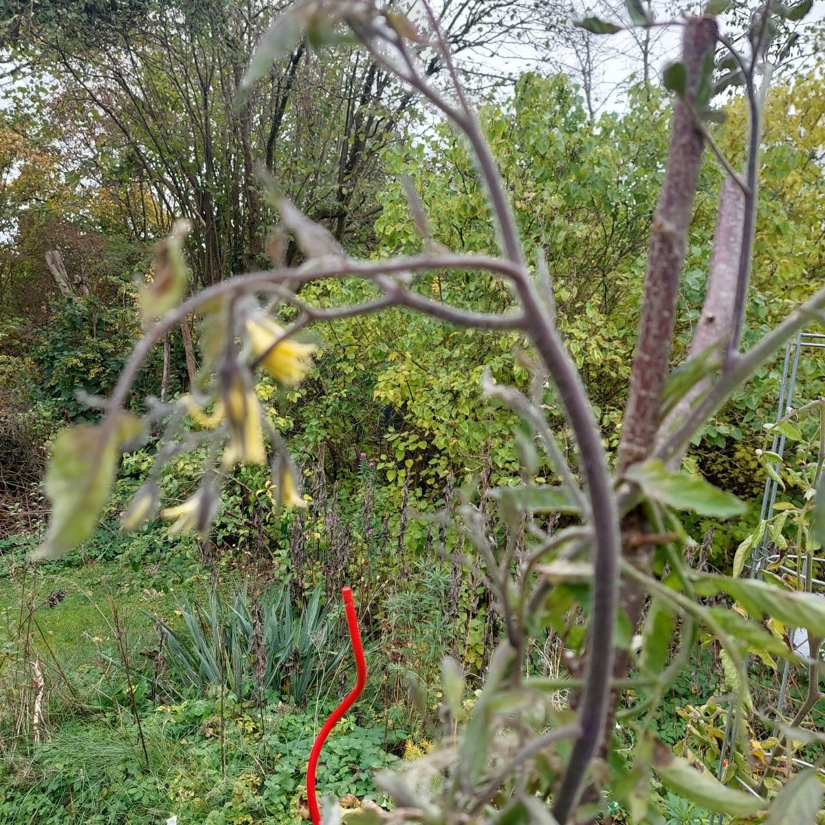 Tomaten bis auf ein paar Experimente abgeerntet. Kann man die ganz kleinen grünen auch für Chatney nutzen?Auch den nich…
