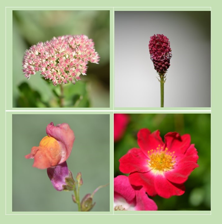 Septemberblüten...