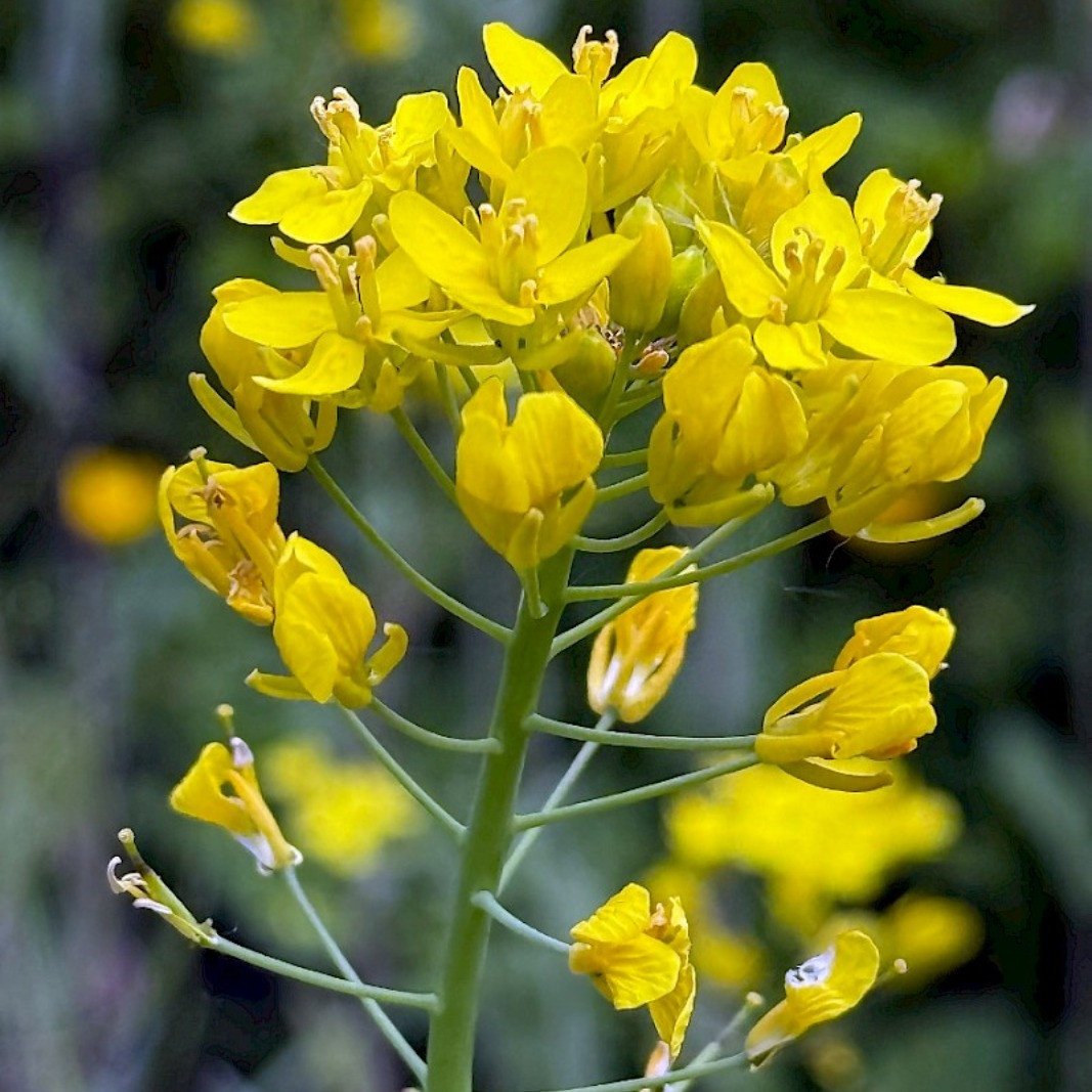 Rübsen - Wilde Rübsen