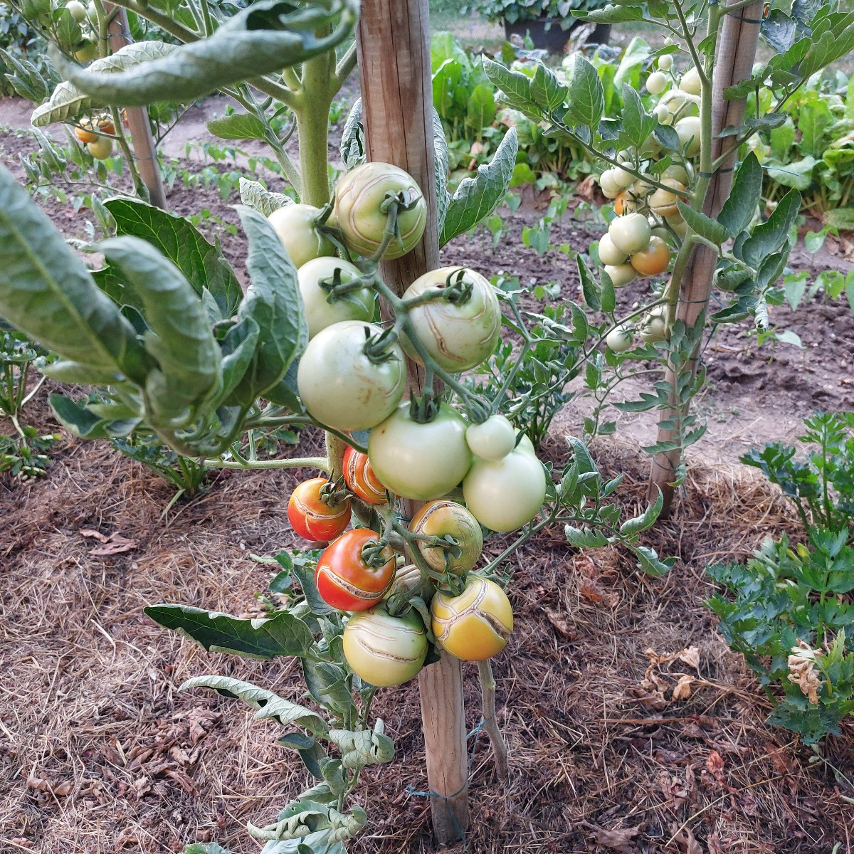 Vielleicht kann mir euer Schwarmwissen bei meinem Problem wieder helfen. 
Alle meine Tomaten kommen scheinbar mir der H…