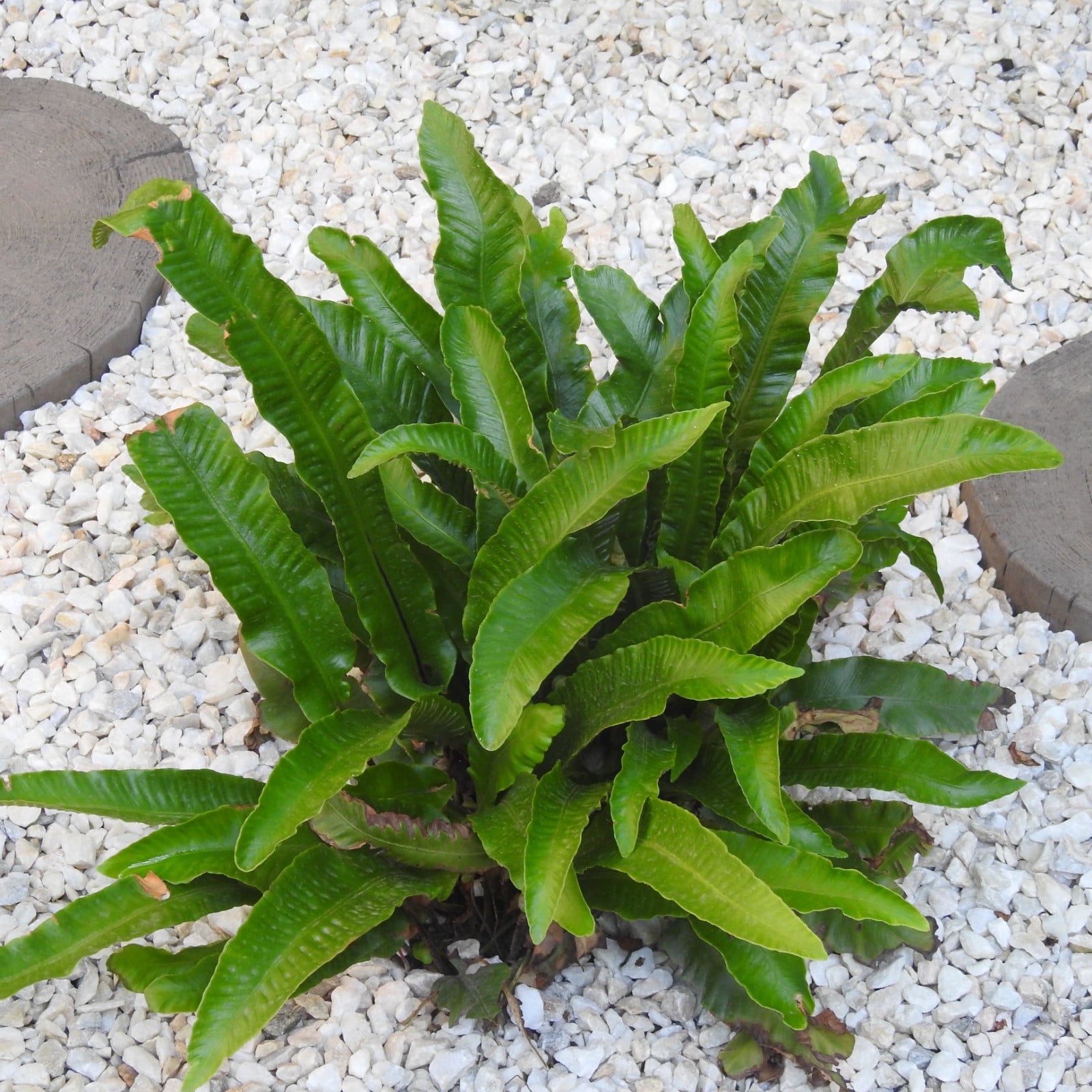 hedera helix winterhart Hedera Helix Gemeiner Efeu Zimmerpflanze 6cm kaufen