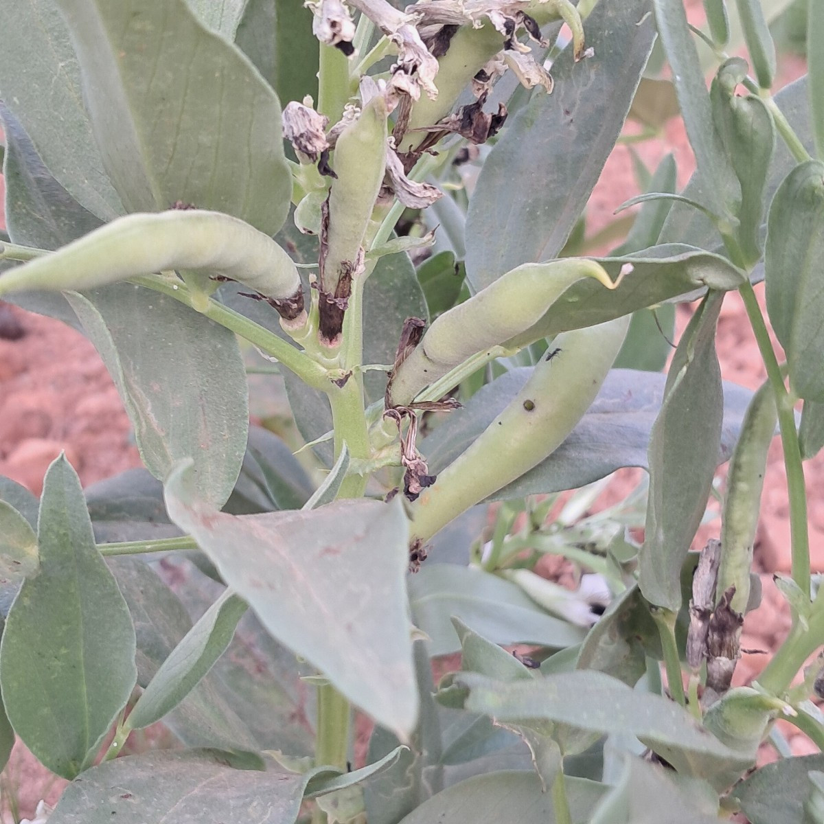 Update: It has been 35 days since I saw the fava bean seeds in the ground, the pods started showing up, lot of bees, an…