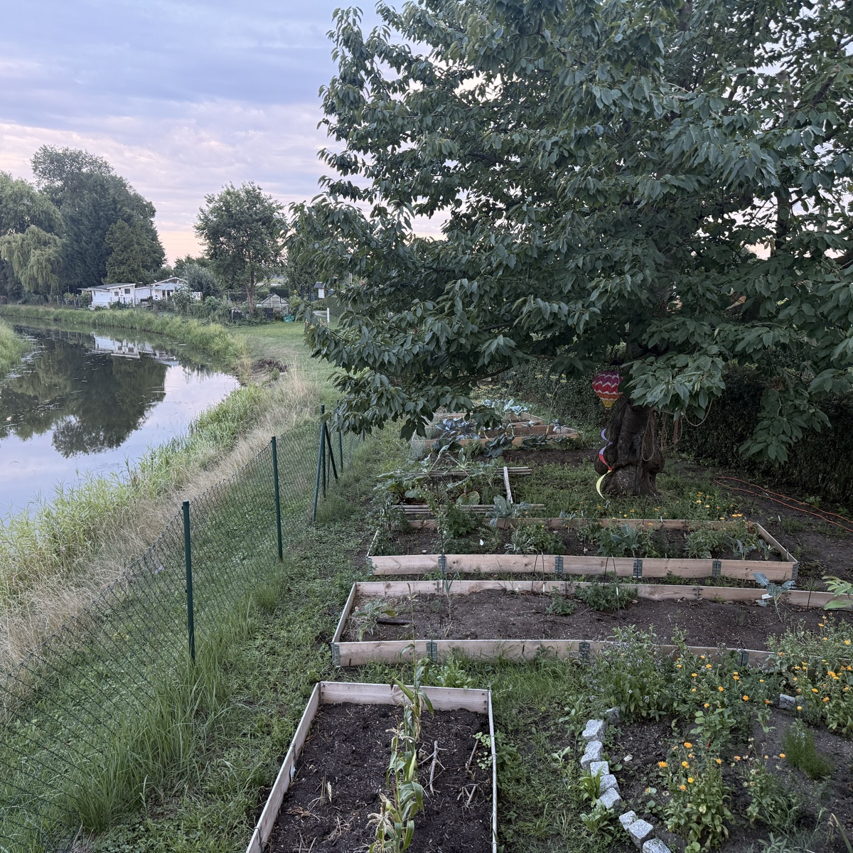 Meine erste Paprika. Meine ersten Tomaten und meine erste Aubergine. 
Meine Kürbis sind nun in Gänze weg, die Bohnen ha…