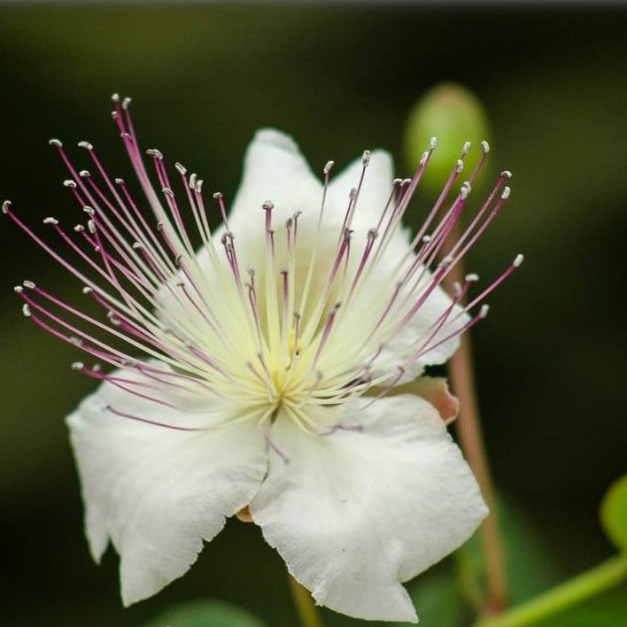 Echter Kapernstrauch 'Inermis'