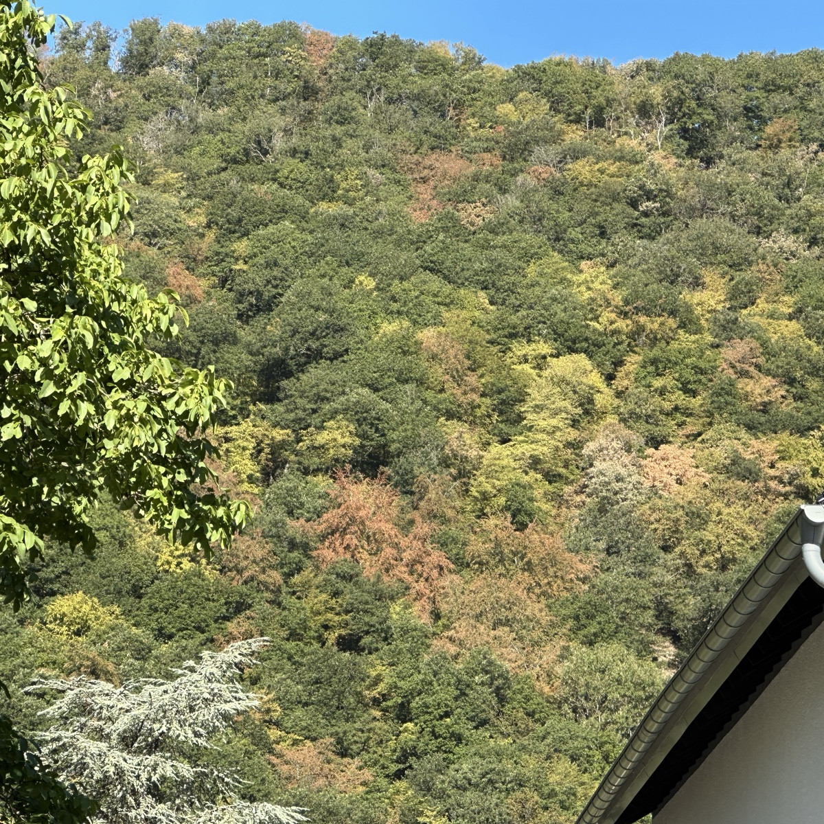 Unser Wald in der Eifel Anfang August.
Die Bäume vertrocknen und die Wildtiere sind furchtbar ausgemergelt.
Ist das nic…