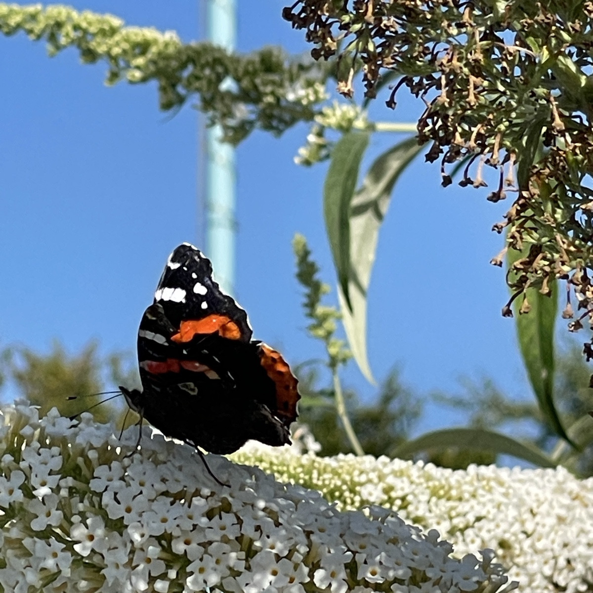 Habe gestern sehr viel Admiräle (alle bis auf einen Waren kamerascheu), Hummeln und Bienen an unserem Schmetterlingsfli…