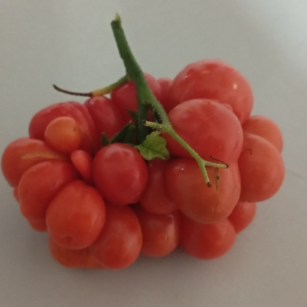XXL Reisetomate für 25 Tage 🤣🤣🤣🍅😵‍💫🥴
