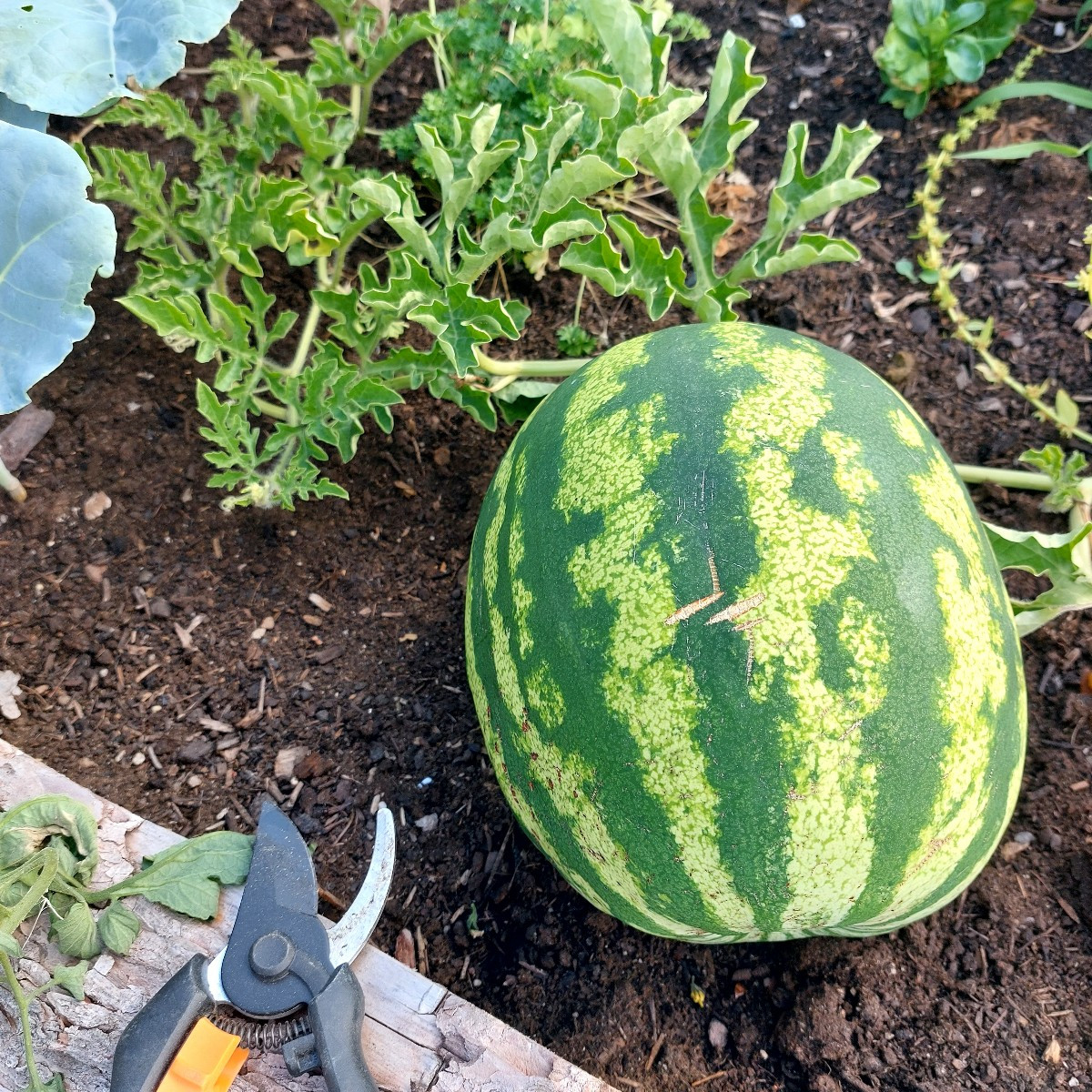 Ich habe dieses Erntejahr viel über meinen Garten gelernt. Ich fühle mich bereits inspiriert fürs nächste Jahr. 😄
