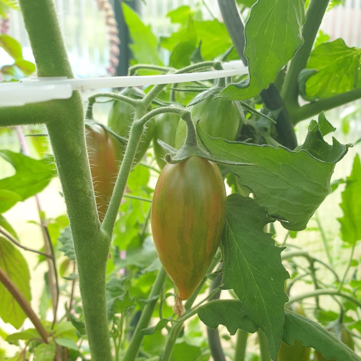 Einige Tomaten aus der aktuellen Saison. Die erste ist eine Azozychka geschmacklich gefällt sie mir sehr gut. Das zweit…
